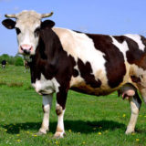 mastitis kod krava